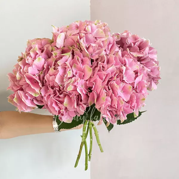 6 Pink Hydrangeas